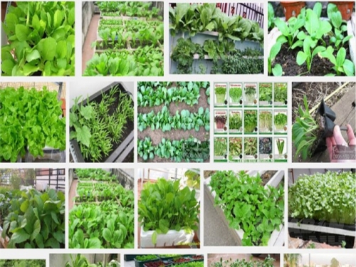 Trồng rau ăn lá tại nhà rất đơn giản và dễ trồng