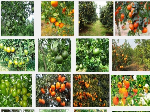 Kỹ thuật trồng cam quýt đúng cách, ít sâu bệnh, cho quả sai mọng nước