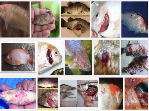Một số bệnh thường gặp ở cá và biện pháp phòng trị