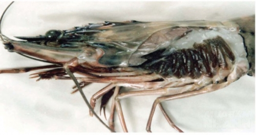 Các sinh vật bám vào chân, mắt, vỏ giáp thành một lớp lông tơ có màu đen (xem kính hiển vi rất rõ).