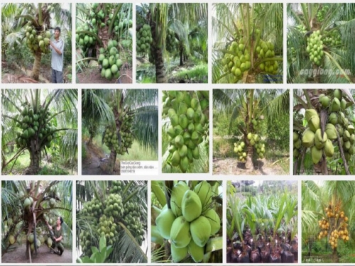 Hướng dẫn kỹ thuật trồng dừa xiêm xanh lùn