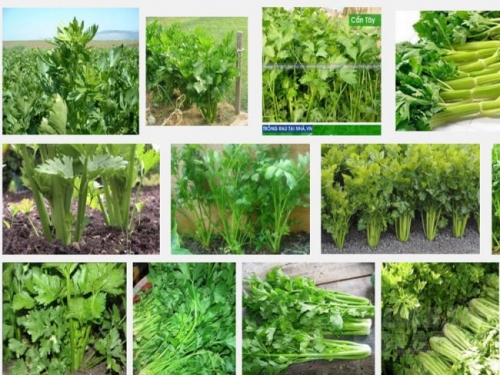 Kỹ thuật trồng và chăm sóc cây rau Cần tây