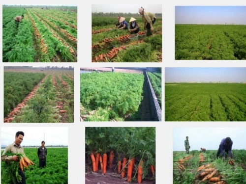 Kỹ thuật trồng và chăm sóc cây Cà Rốt