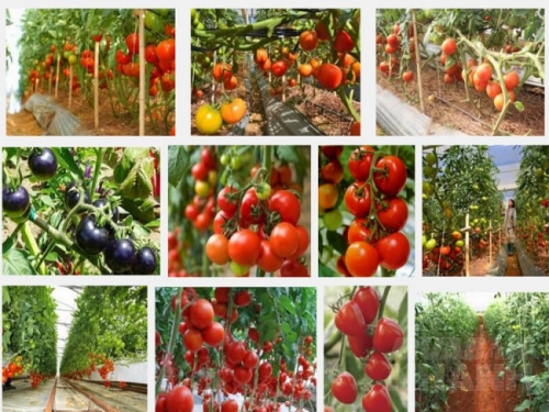 Hướng dẫn kỹ thuật trồng cây cà chua sai quả