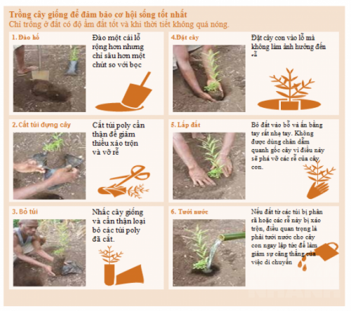 Kỹ thuật trồng cây xuống hố