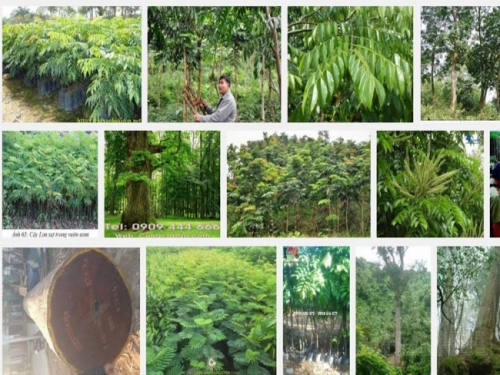 Kỹ thuật trồng cây gỗ Lim Xanh