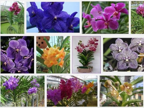 Tìm hiểu về loài hoa lan Vanda - Vân lan