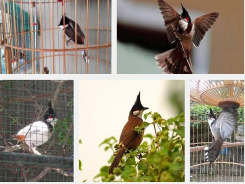 Khám Phá Chim Bông Lau - Loài chim thuộc họ Chào Mào sinh sống tại Việt Nam  || Đạt Bird TV - YouTube