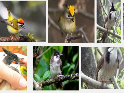 Chim Chào Mào: Cách nuôi và chăm sóc chim khỏe mạnh, hót hay - Trại Chim Chào  Mào Sài Gòn