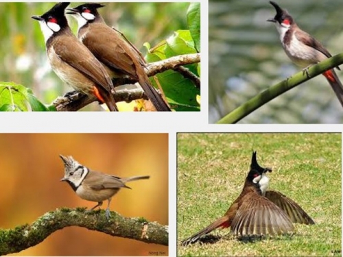 Thế nào là một con chim chào mào tố chất và có thể đi thi được?