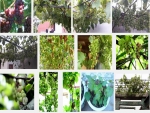 Kinh nghiệm trồng Nho trên sân thượng tại nhà cho quả sai chín mọng