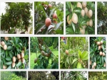 Kỹ thuật trồng cây Hồng Xiêm chiết cành nhanh ra quả