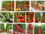 Hướng dẫn kỹ thuật trồng cây Cà Chua sai quả