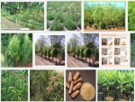 Kỹ thuật trồng và chăm sóc cây gỗ Đàn Hương