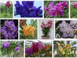 Tìm hiểu về loài hoa lan Vanda - Vân lan