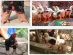 Hướng dẫn cách nuôi gà Đông Tảo cụ thể và hiệu quả nhất