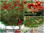 Hướng dẫn chi tiết từng bước trồng cà chua leo giàn