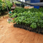 Kỹ thuật trồng, chăm sóc cây na bở, mãng cầu Đài Loan cho năng suất cao bà con nên biết