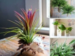 Nông Nghiệp Nhanh tư vấn cây trồng trong nhà dễ sống cho không gian nhà