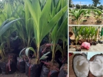 Top các giống dừa xiêm dừa khô có giá trị kinh tế cao trên Nông Nghiệp Nhanh