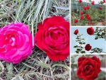 Giá hoa hồng cổ Hải Phòng nguyên bản, đột biến, ghép - Nông nghiệp nhanh tư vấn mua hoa hồng leo đẹp
