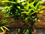 Cách trồng cây Vối trong chậu tại nhà