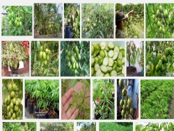 Kỹ thuật trồng và chăm sóc cây Cóc Thái