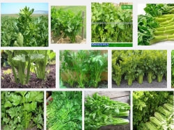 Kỹ thuật trồng và chăm sóc cây rau Cần tây