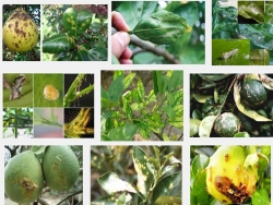 Các loại sâu bệnh hại cây cam quýt bưởi và cách phòng trị (P1)