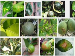 Các loại sâu bệnh hại cây cam quýt bưởi và cách phòng trị (P3)