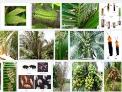Biện pháp phòng trừ các loại sâu bệnh hại cây Dừa