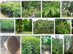 Kỹ thuật trồng cây gỗ Lim Xanh