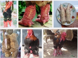 Giá gà Đông Tảo và giá trị của loại gà quý hiếm này