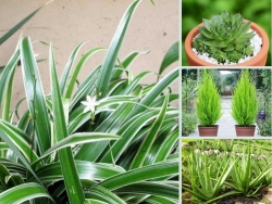 Top 10 loại cây trồng chậu giúp thanh lọc không khí nhà, văn phòng trên Nông Nghiệp Nhanh