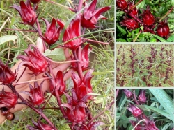 Nông Nghiệp Nhanh giới thiệu nơi chuyên sỉ, lẻ hoa Atiso đỏ tươi