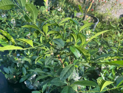 Cách trồng cây trà xanh tại nhà