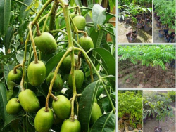 Địa chỉ mua cây giống cóc thái ở Hà Nội tại Nông nghiệp nhanh