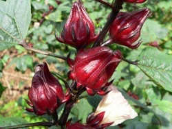 Hoa atiso đỏ (hoa bụp giấm) là loại hoa gì, trồng ở đâu?