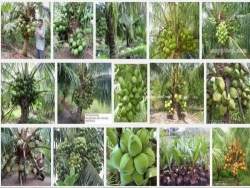 Hướng dẫn kỹ thuật trồng Dừa Xiêm xanh lùn