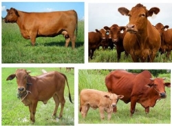 Kỹ thuật chọn bò giống sinh sản và cách phối giống cho bò
