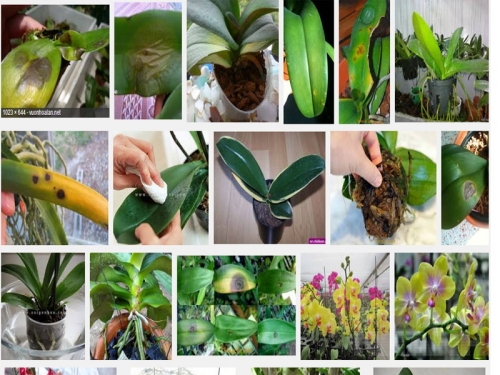 Four common diseases on the orchid