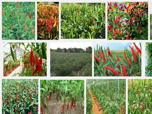 Hiệu quả từ mô hình trồng ớt trên nền đất ruộng