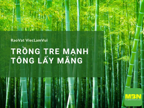Người nông dân trồng tre lấy măng - cây tre Mạnh Tông phủ xanh đất, mang lại nguồn thu nhập tốt tại Đạ Tẻh, Lâm Đồng, 244, Hải Lý, Nông Nghiệp Nhanh, 12/04/2023 15:09:38