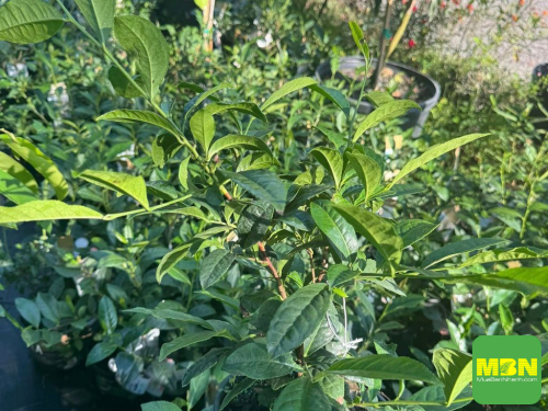 Cách trồng cây trà xanh tại nhà, 251, Huyền Nguyễn, Nông Nghiệp Nhanh, 29/05/2024 12:19:50