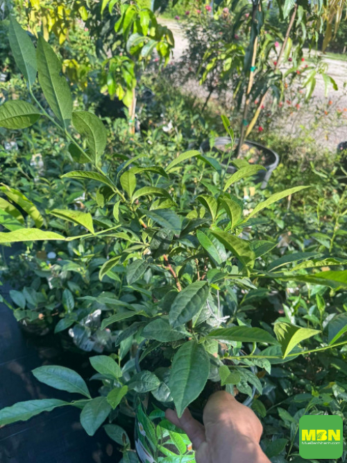5 bước trồng cây trà xanh trong chậu đơn giản tại nhà phố, sân thượng, ban công